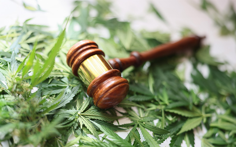Das Team Jugend- und Demokratiebildung der Stadt Salzgitter,die Polizeiinspektion Salzgitter/Peine/Wolfenbüttel, die AWO Salto Suchthilfe Salzgitter informieren online über die Cannabislegalisierung.