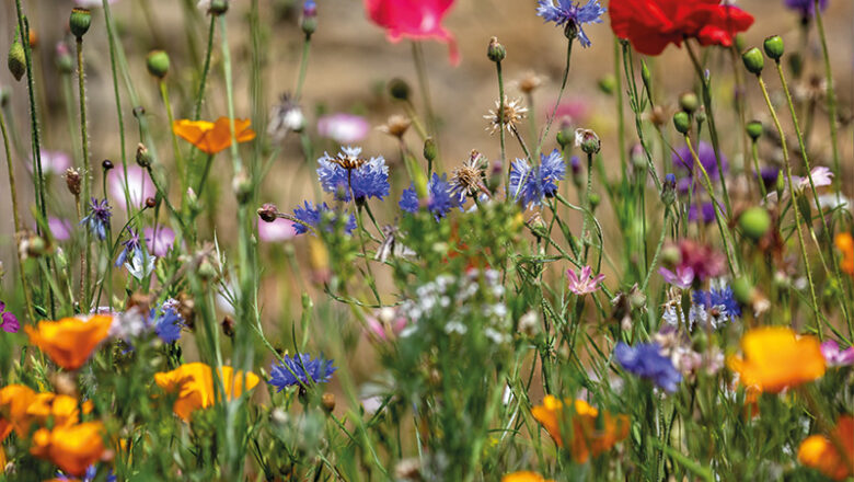 Pflege der Wildblumenwiesen in Salzgitter: BUND unterstützt bei ökologischer Mahd
