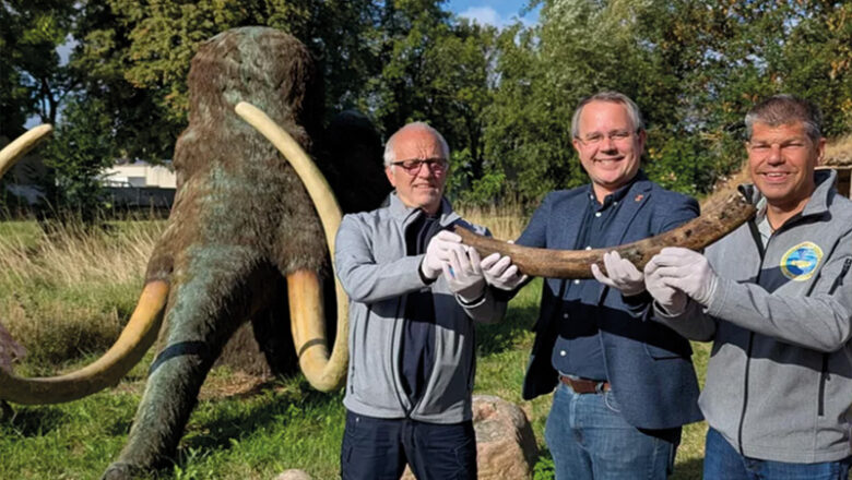 Außergewöhnlicher Fund im Salzgittersee: Mammut-Stoßzahn jetzt im Museum Salder