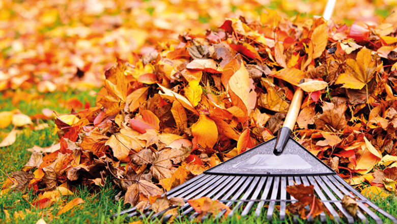 Herbstzeit ist Laubzeit