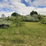 Gehölzarbeiten am Schäferstuhl