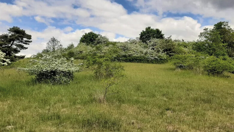 Gehölzarbeiten am Schäferstuhl