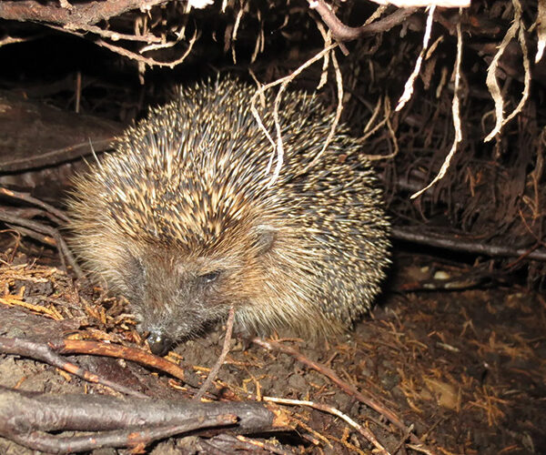 Herbstlaub – ein Platz für Igel