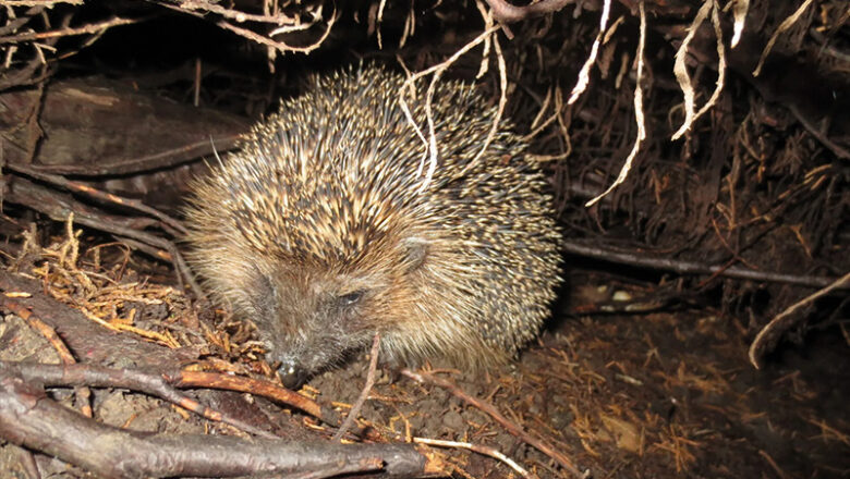 Herbstlaub – ein Platz für Igel