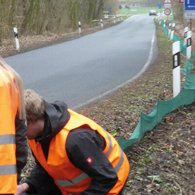 Amphibien sind unterwegs