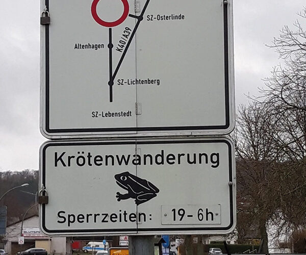 Krötenwanderung im Oelbertal: kurzfristige Straßensperrung möglich