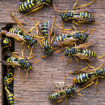 Wespen- und Hornissenkunde mit der VHS