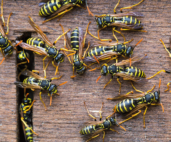 Wespen- und Hornissenkunde mit der VHS