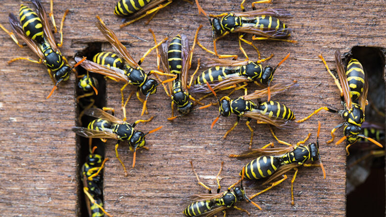 Wespen- und Hornissenkunde mit der VHS