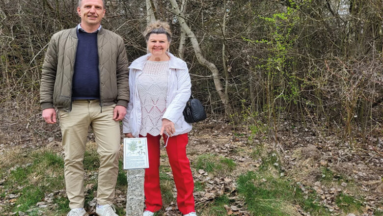 Informationstafel zum Baum des Jahres