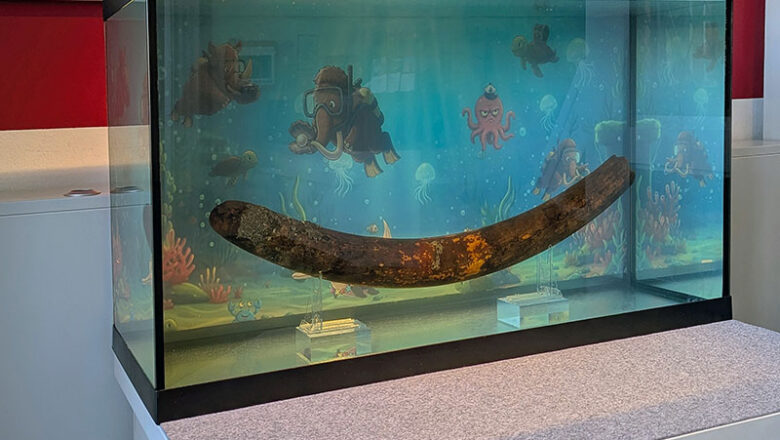 Eiszeit im Aquarium!