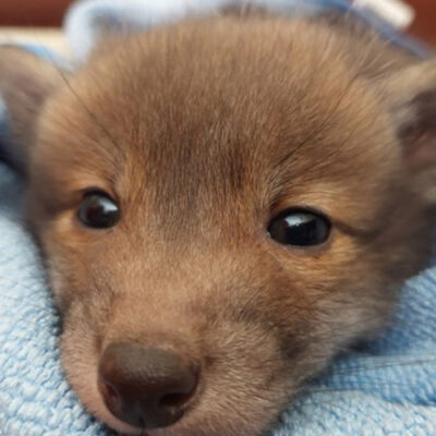 Polizei appelliert an verantwortungsbewusste Personen nach Auffinden von jungen Wildtieren.