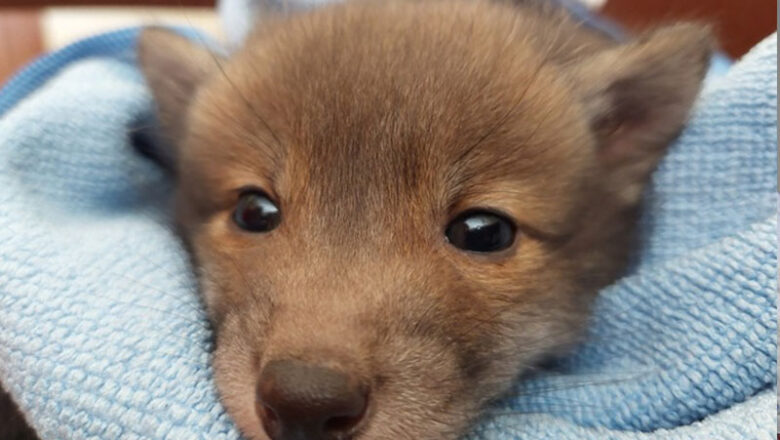 Polizei appelliert an verantwortungsbewusste Personen nach Auffinden von jungen Wildtieren.