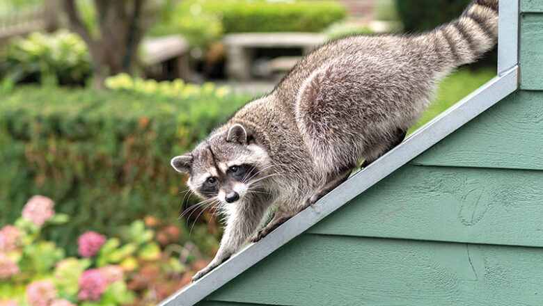 Wenn Waschbären zu Plagegeistern werden