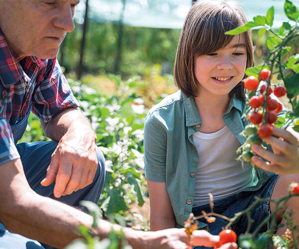 Eine gesunde Ernte zum Vernaschen