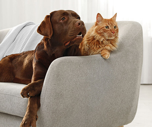 „Haustierimmune Bewegungsmelder“ gibt es nicht