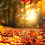 SRB bittet um Rücksicht und Unterstützung: Herbstzeit ist Laubzeit