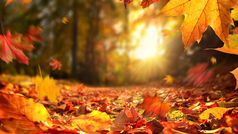 SRB bittet um Rücksicht und Unterstützung: Herbstzeit ist Laubzeit
