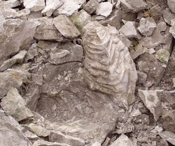 Fossiliensuche muss leider ausfallen: Kein Tag des Geotops im Steinbruch Salder