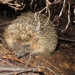 Herbstlaub – ein Platz für Igel
