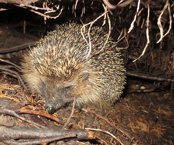 Herbstlaub – ein Platz für Igel